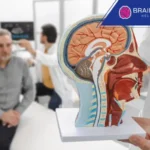 Brain anatomy model held by a doctor.